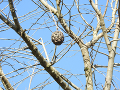 Annona