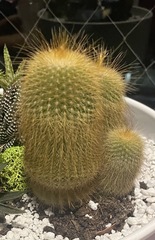 Parodia lenninghausii