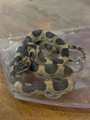 Leptodeira splendida splendida