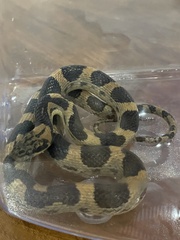 Leptodeira splendida splendida