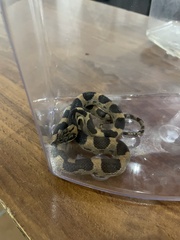 Leptodeira splendida splendida