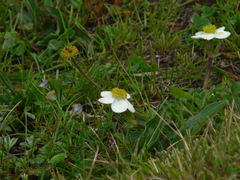 Anemonastrum obtusilobum