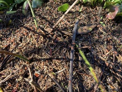 Formica integra