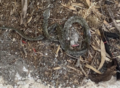 Hemorrhois hippocrepis