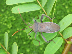 Anoplocnemis madagascariensis