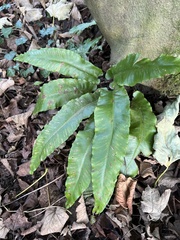 Asplenium scolopendrium scolopendrium