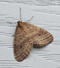 Operophtera bruceata