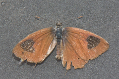 Uranothauma nubifer