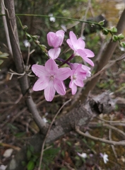 Ixia stohriae