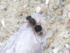 Mutillinae