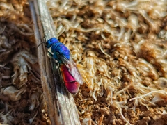 Chrysura