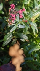 Centranthus ruber