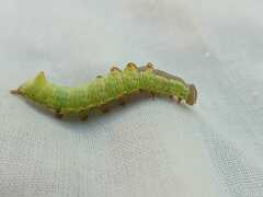 Notodonta dromedarius