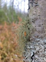 Usnea mutabilis