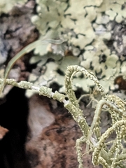 Usnea rubicunda