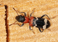 Thanasimus formicarius