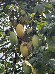 Vasconcellea pubescens