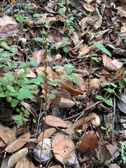 Platanthera transversa