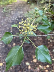 Hedera