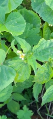 Galinsoga parviflora
