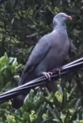 Columba trocaz