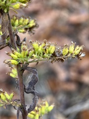 Solidago nemoralis