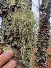 Usnea rubicunda