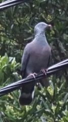 Columba trocaz