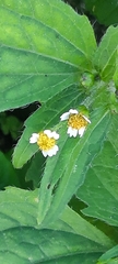 Galinsoga parviflora