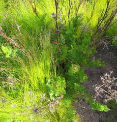 Notobubon ferulaceum