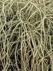 Usnea rubicunda
