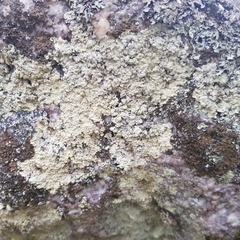 Lepraria membranacea