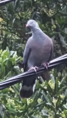 Columba trocaz