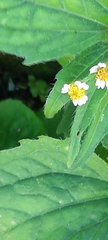Galinsoga parviflora
