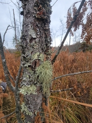 Usnea rubicunda