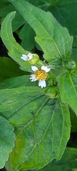 Galinsoga parviflora