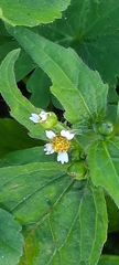 Galinsoga parviflora