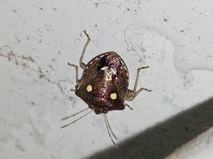 Eysarcoris guttigerus