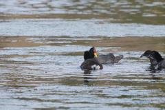 Fulica rufifrons