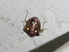 Eysarcoris guttigerus