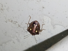 Eysarcoris guttigerus