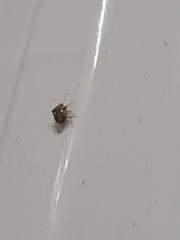 Eysarcoris guttigerus