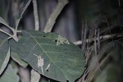 Daphnis nerii