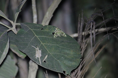 Daphnis nerii