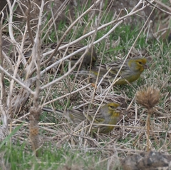 Serinus canaria