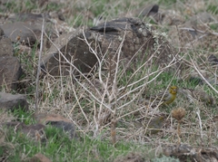Serinus canaria