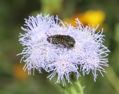 Acmaeodera haemorrhoa