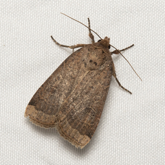 Abagrotis