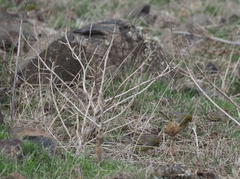 Serinus canaria