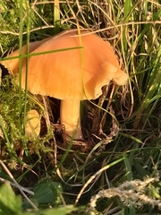 Cuphophyllus pratensis